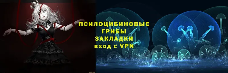 Галлюциногенные грибы Psilocybe  где продают наркотики  Вологда 